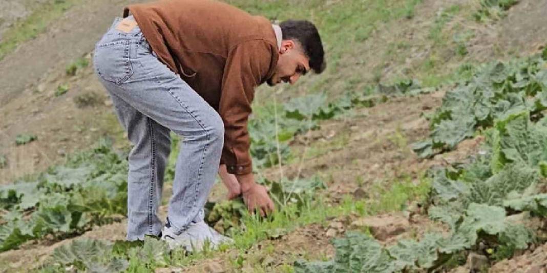 Vatandaşın yüksek rakımda mesaisi başladı! Tek tek toplayıp, kilosunu 150 TL’den satıyorlar 5